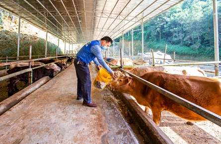 肉牛養(yǎng)殖